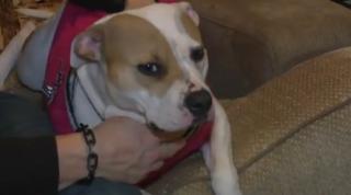 O căţeluşă din Statele Unite a salvat viaţa unei vecine în vârstă