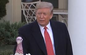 Curcani grațiați de președintele Donald Trump, în ajunul Zilei Recunoştinţei