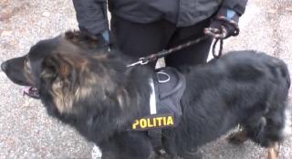O bătrână dispărută în Neamţ a fost găsită de un câine-polițist