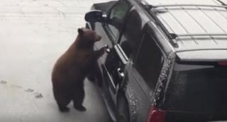 Mașină ocupată de un urs, în California. Poliţistii n-au îndrăznit decât să deschidă portiera