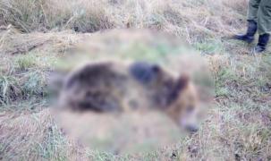 Încă un urs a fost ucis pe şosea, lovit de o maşină, în Mureş