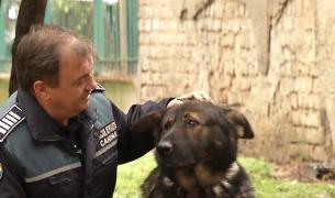 Taz, câinele detectiv al Poliției Române, expert în detectarea stupefiantelor