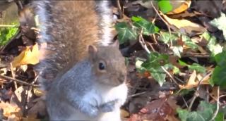 Autorităţile britanice declară război veveriţelor (Video)