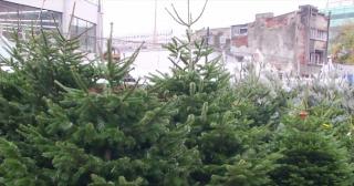 Brazii de import, primii în piețele din România (Video)