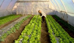 Crăciunul poate fi sărbătorit și cu verdețuri românești de solar