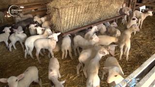 Unii români preferă carnea de miel pe masa de Crăciun