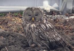 O bufniţă lovită de o maşină a primit o a doua şansă la viaţă, după ce a fost salvată de o tânără