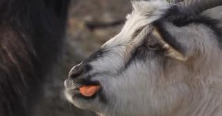 Animalele domestice ieşite la pensie pot fi văzute la o fermă din Zărnești