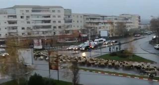 Circulaţie blocată în Alexandria, din cauza unei invazii de oi (Video)