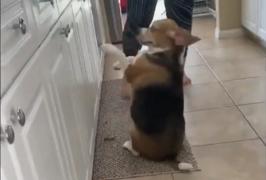 Un câine, dansator talentat pe muzică latino (Video)