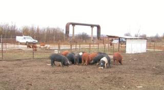 Porcii pentru masa de Crăciun au ajuns să fie vânduți pe Facebook