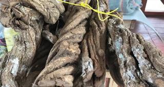 Ayahuasca, drogul șamanilor, un nou trend în România