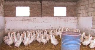 Creșterea gâștelor, o afacere înfloritoare