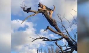 Câine blocat într-un copac, în timp ce fugărea o pisică