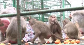 Craciunul animalelor, tradiţie a Grădinii Zoologice de la Bucov