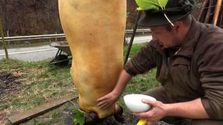 Obiceiuri de lgnat, ziua tăierii porcului de Crăciun