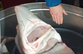 Captură impresionantă a poliţiştilor de la Garda de Coastă: sturion de 90 de kg şi 40 de kg de icre negre