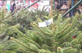 Brazii de Crăciun nevânduţi în România ajung în Republica Moldova