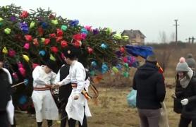 Ridicatul bradului, tradiție veche de un secol în Transilvania