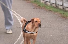 Un bărbat din Capitală a fost atacat de un câine speriat de petarde