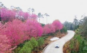 Cireși înfloriți în plină iarnă, în China