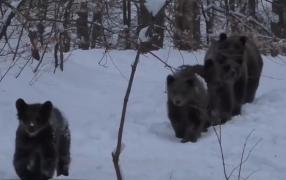 Imagini inedite, surprinse în Munţii Buzăului. Şase urși au ieşit la plimbare (Video)