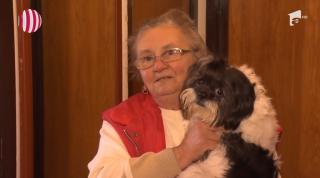 Animalele de companie pot deveni victime ale petardelor