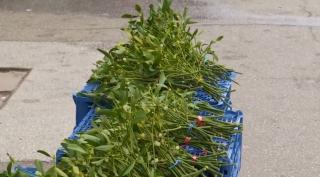 Tradiția vâscului, de Revelion: de ce e căutat de Anul Nou