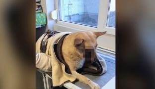 Câinele mutilat de o petardă în Satu Mare a fost salvat