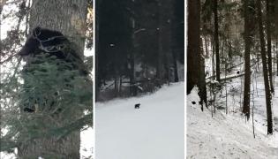 Ursul care apare pe pârtia Clăbucet are 2 ani și a fost abandonat de mamă