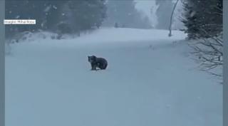 Puiul de urs a venit din nou pe pârtia Clăbucet. Jandarmii l-au alungat cu petarde