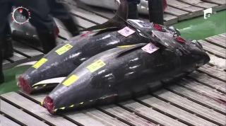 Un ton de 276 de kilograme a devenit cel mai scump din lume