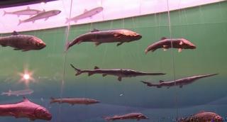 Peştele spadă chinezesc, pe lista vietăţilor dispărute