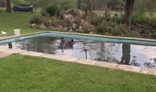 O familie din Botswana s-a trezit cu un hipopotam în piscina din spatele casei