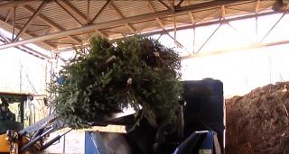 Pomii de iarnă devin îngrăşământ bio, după sărbători