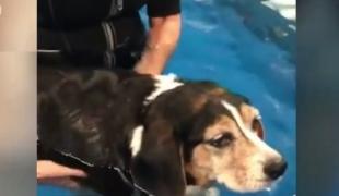 O cățelușă din Statele Unite a reușit să slăbească 11 kilograme într-un an