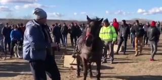 Cai supuşi unor chinuri groaznice, la o sărbătoare din Dâmboviţa