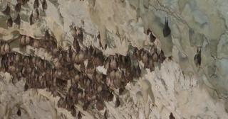 Lilieci în hibernare, noua atracție din peșteri, pentru turişti