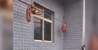 O pisică pofticioasă şi-a câştigat faima online cu o cascadorie de zile mari