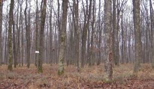 Vânătoarea de la Balc, întreruptă pentru prima oară în 15 ani, din cauza pestei porcine