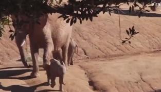 Video înduioşător cu o mamă elefant pregătită în orice moment să îşi salveze puiul