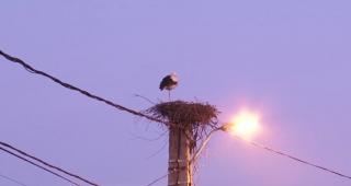 Mobilizare pentru salvarea a două berze, în Pitești