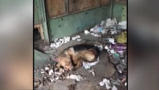 Cruzime fără margini, animale maltratate și împușcate în Brăila şi Suceava