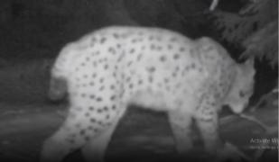 Imagini rare cu un râs au fost filmate într-o pădure din Suceava