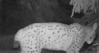 Scene rare cu un Râs, filmat într-o pădure din județul Suceava