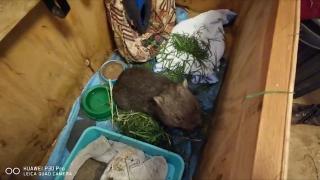 Imagini inedite surprinse de echipa Observator, în Australia, cu animale salvate din incendii (Video)