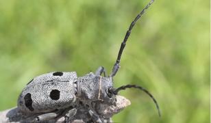 Gândacul "Croitorul Cenuşiu" ar putea bloca lucrările de pe Autostrada Sibiu-Piteşti