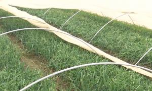 Iarna blândă îi ajută pe agricultori. În solar este mai cald cu zece grade decât afară