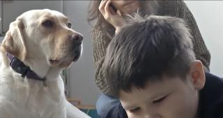 În Cluj, trei labradori lucrează cu normă întreagă într-un centru pentru copii cu autism