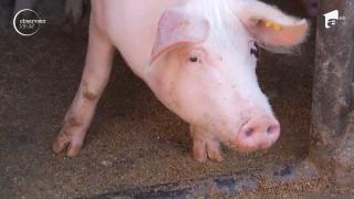 Românii mănâncă cea mai scumpă carne de porc din Europa